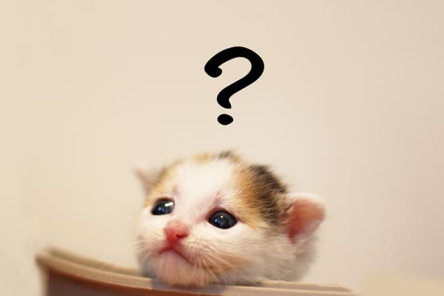 人と関わらない仕事があるのか考えている子猫