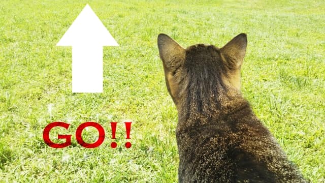 ハローワークで転職する流れを教える猫