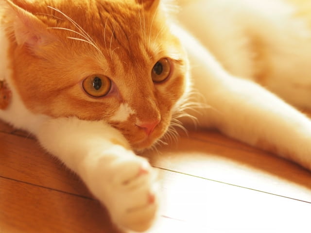 仕事がつまらないんじゃないかと考えて体を伸ばしている猫