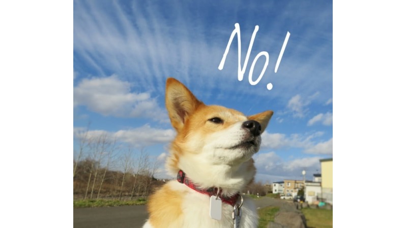 転職の目的は内定じゃないと吠える犬