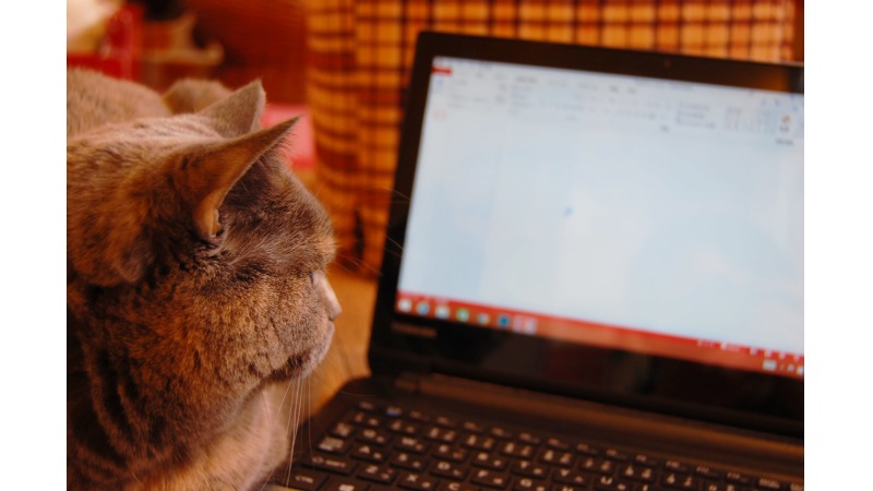 猫　ネコ　動物　可愛い　パソコン