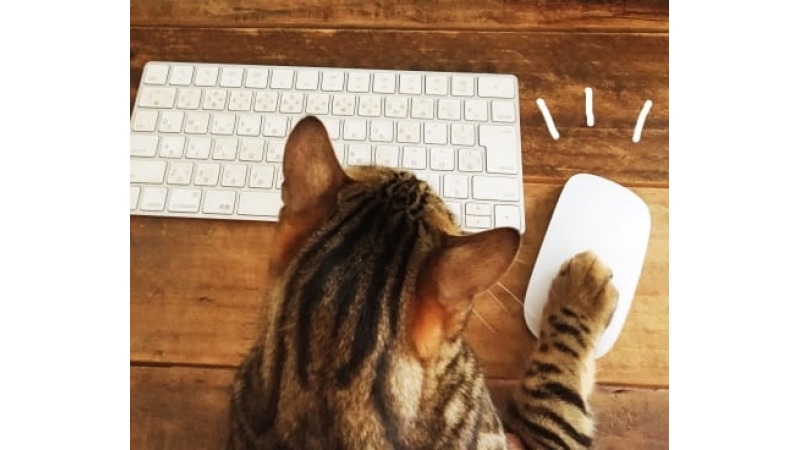 ねこ　猫　可愛い　動物　パソコン