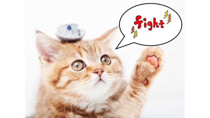 猫　ネコ　可愛い　動物　ファイト　fight